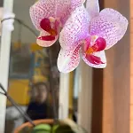 Casa Aconchegante Em Sambaqui