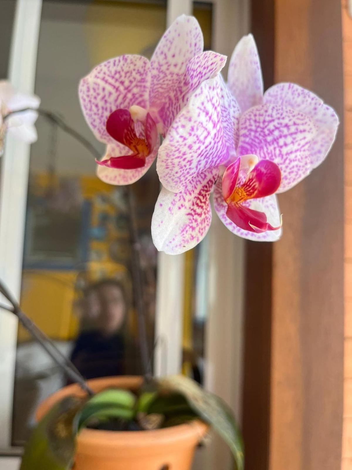 Casa Aconchegante Em Sambaqui Florianopolis